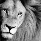 León: motores y puertas